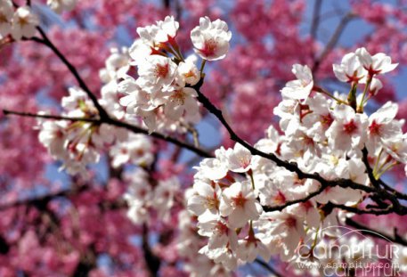 Ruta de senderismo "Almendro en flor" en Ahillones 
